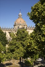 Dome of Cathedral church amidst orange trees with deep blue sky, Jerez de la Frontera, Cadiz