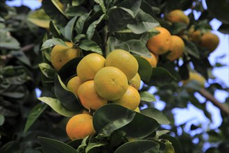 Close up of fruit and leaves of orange tree, Spain, Europe