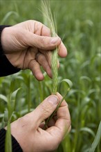 Farmer inspecting spike of cereal crop by hand in field