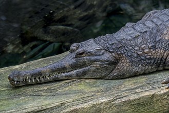 False gharial, Malayan gharial, Sunda gharial (Tomistoma schlegelii), freshwater crocodilian native