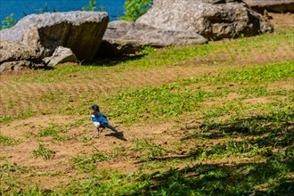 Magpie walking on the ground near some large boulders at a lakeside park in South Korea
