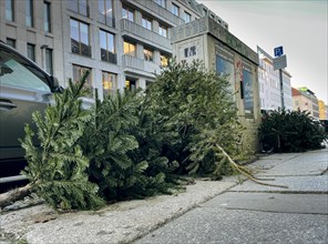 Christmas trees lying on the pavement after Christmas in Berlin, 10.01.2024