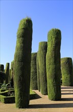 Cypress trees in the gardens of the Alcazar de los Reyes Cristianos, Alcazar, Cordoba, Spain,