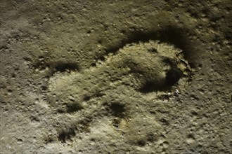 Footprint of Cro Magnon child preserved in what was once clay at the Pech Merle cave, famous for