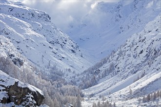 Larch trees in the snow in winter in mountain valley of the Gran Paradiso National Park, Valle