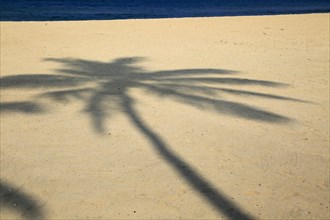 Shadow of palm tree traced on sandy beach Nilavelli, near Trincomalee, Eastern province, Sri Lanka,
