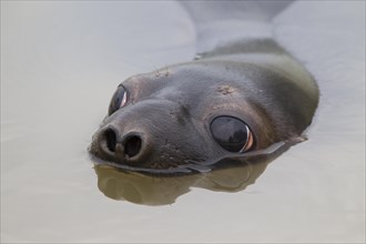 Hooded seal (Cystophora cristata), young female swimming, Germany, Europe
