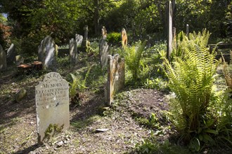 Historic gravestones amidst sub-tropical plants, St Just in Roseland, Cornwall, England, UK