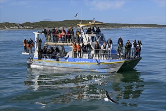 Tourists on a whale safari, near Gaansbai, Western Cape Province, South Africa, Africa