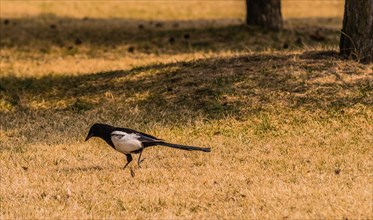 Magpie on the ground looking for food in brown grass under a tree