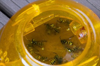 Killed, drowned wasps inside plastic outdoor wasp trap for attracting, trapping and drowning wasps