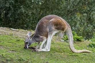 Red kangaroo (Macropus rufus) female eating grass, native to Australia