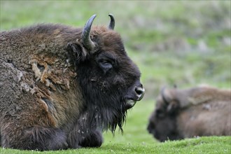 Wisent, European bison (Bison bonasus) resting in grassland, Scotland Captive
