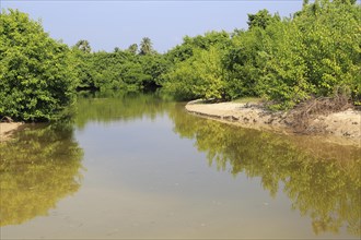 Mangrove river creek at Pasikudah Bay, Eastern Province, Sri Lanka, Asia