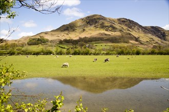Landscape view of High Snockrigg Fell hill and flooded field, Buttermere, Cumbria, England, UK