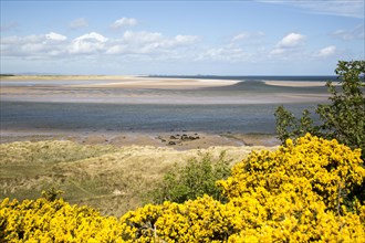 Coastal landscape of tidal sands, Budle Bay, Northumberland coast, England, UK