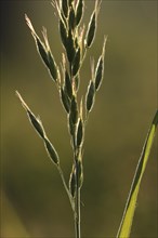 Tall Oat-grass (Arrhenatherum elatius) covered in dew