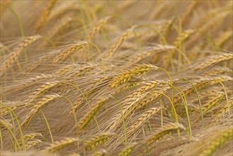 Motion blurred barley field (Hordeum vulgare) with ripe spikelets in summer