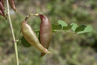 Red-brown, blistered, parchment-like fruits of the yellow bladder bush (Colutea arbrescens),