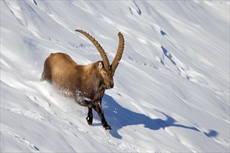 Alpine ibex (Capra ibex) male with large horns running down mountain slope in deep snow in winter,