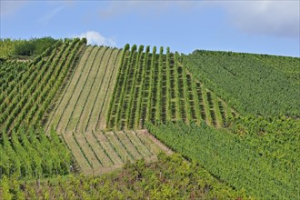 Vineyards at Dambach-la-Ville, Alsace, France, Europe