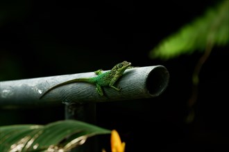 A green reptile resting on a metal tube, Martinique, France, North America