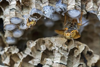 European hornets (Vespa crabro) emerging from brood cells in paper nest