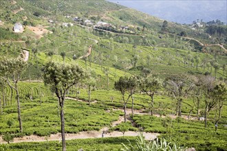 View over tea estate plantation, Haputale, Badulla District, Uva Province, Sri Lanka, Asia