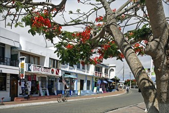 Shops in the town Puerto Ayora on Santa Cruz Island, Galapagos Islands, Ecuador, Latin America,
