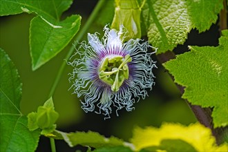 Close-up of flowering passion fruit (Passiflora edulis) vine species of passion flower native to