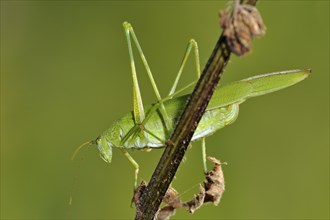 Sickle-bearing Bush-cricket (Phaneroptera falcata)