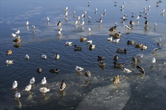 Gulls, swans, coots, mallards, winter, ice, Havel, Eiswerder, Hakenfelde, Spandau, Berlin, Germany,