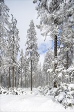Pine trees in coniferous forest covered in snow in winter at the Hoge Venen, High Fens, Hautes