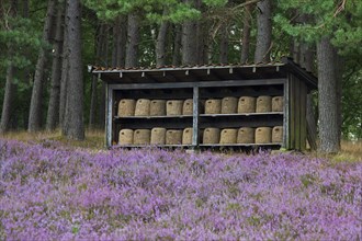 Bee hives, beehives, skeps in shelter of apiary in the Lueneburg Heath, Lunenburg Heathland, Lower