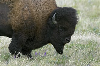 American bison, American buffalo (Bison bison) close up portrait of bull in summer coat