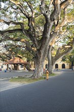 Man sweeping leaves in historic fort area of the town of Galle, Sri Lanka, Asia