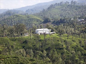 Newburgh tea factory and estate, Ella, Badulla District, Uva Province, Sri Lanka, Asia