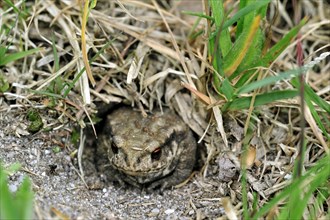 Juvenile common European toad (Bufo bufo) hiding in Field cricket's burrow (Gryllus campestris), La