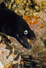 Close-up of head of black moray eel (Muraena augusti) Prince August moray eel Prince August moray