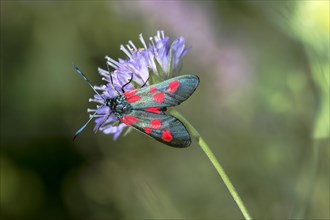 Horseshoe clover moth (Zygaena transalpina), Valais, Switzerland, Europe