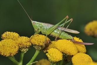 Long-winged conehead (Conocephalus fuscus, discolor), on tansy flowers (Chrysanthemum vulgare)