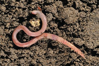 Common earthworm (Lumbricus terrestris) on soil