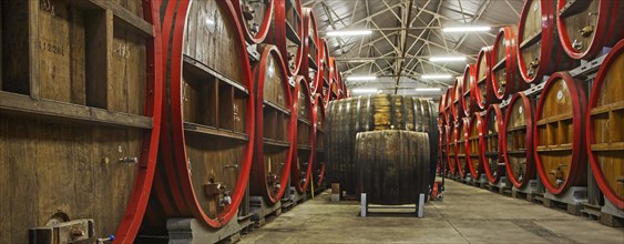Oak barrels at Brouwerij Boon, Belgian brewery at Lembeek near Brussels, producer of geuze and