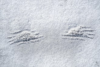 Imprints of wingtips, wing tips of bird taking off in the snow in winter