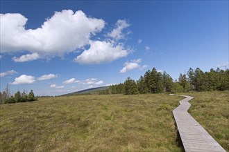 Wooden boardwalk, nature trail running through raised bog at Grosses Torfhausmoor, Radaubornmoor,