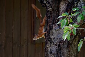 A brown squirrel climbs down a tree, in the background a wooden fence, Stuttgart, Germany, Europe
