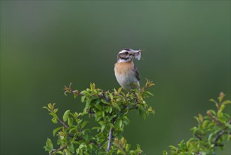 Whinchat (Saxicola rubetra) male with insect prey in beak perched in bush
