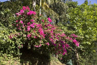 Pink Bougainvillea flowers in the Highlands of Sri Lanka, Asia