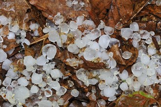 Hailstones on leaves on the forest floor after hailstorm