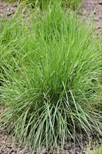 Crested hair grass, Crested hair-grass, Prairie June grass (Koeleria pyramidata), native to